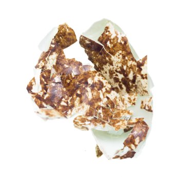 Bıldırcın yumurta beyaz zemin üzerine