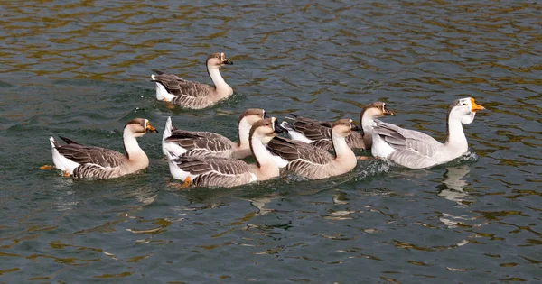 A flock of ducks on the lake in autumn — Stock Photo, Image