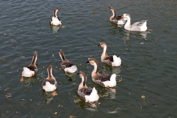 Um bando de patos no lago no outono — Fotografia de Stock