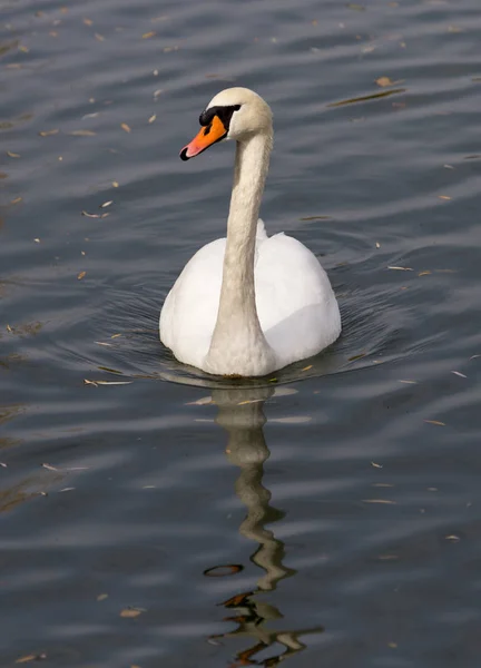 Bílá labuť na jezeře na podzim — Stock fotografie