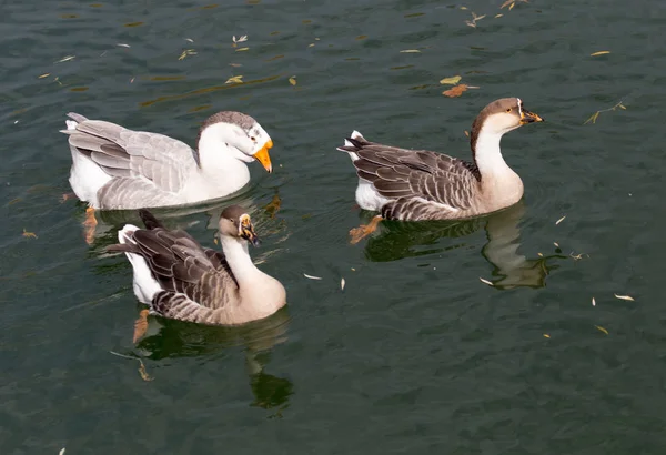 Eine Herde Enten auf dem See im Herbst — Stockfoto