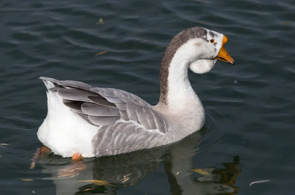 Gås på sjön — Stockfoto