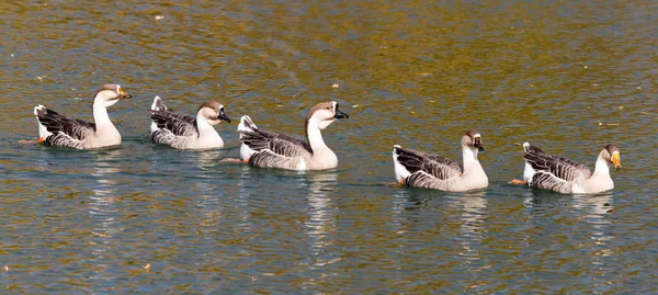 Eine Herde Enten auf dem See im Herbst — Stockfoto