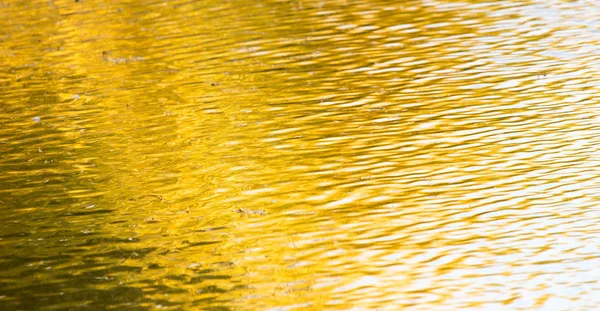 Gele bladeren op het oppervlak van het water in de herfst — Stockfoto