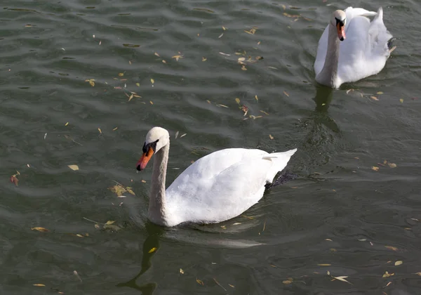 秋の湖に白鳥をホワイト — ストック写真