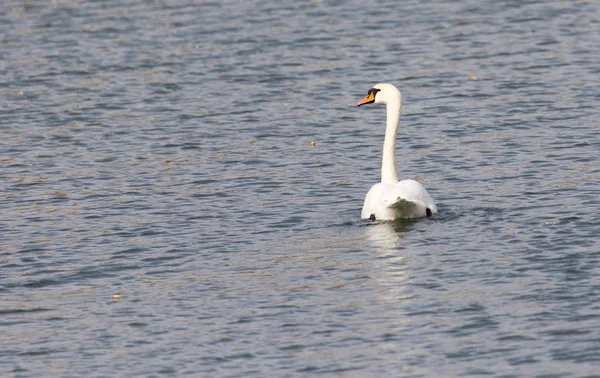 Белый лебедь на озере осенью — стоковое фото