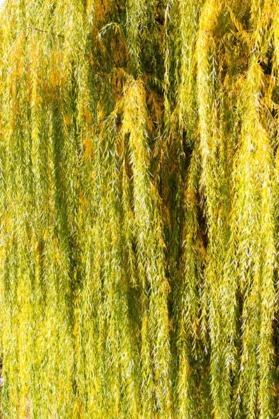 Yellow willow outdoors in autumn — Stock Photo, Image