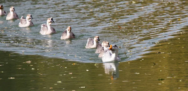 Stado kaczek na jeziorze jesienią — Zdjęcie stockowe