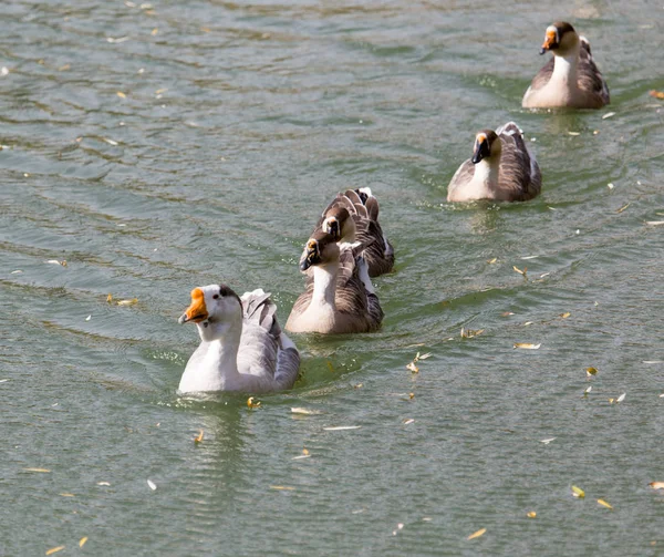 sonbaharda Gölde ördekler bir sürü