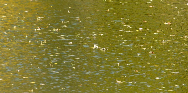 Hojas amarillas en la superficie del agua en el otoño — Foto de Stock