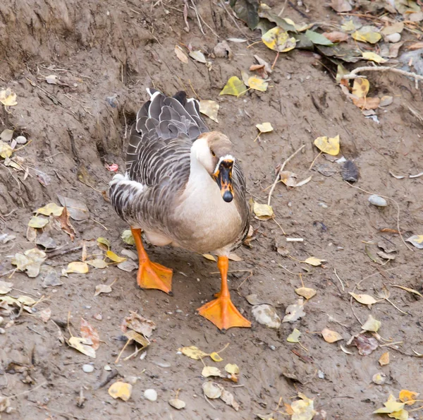 Duck on the ground in the fall — Stock Photo, Image