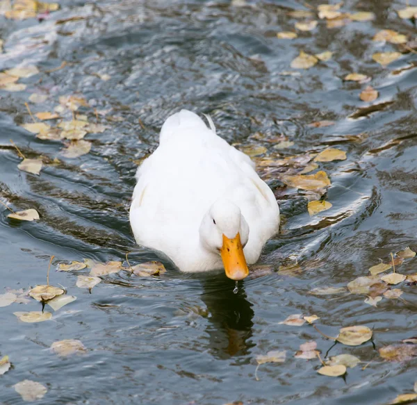 White duck on the lake in autumn — Stock Photo, Image
