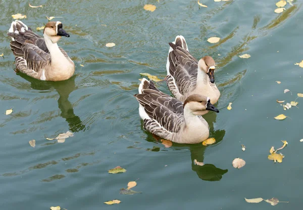 Un troupeau de canards sur le lac en automne — Photo