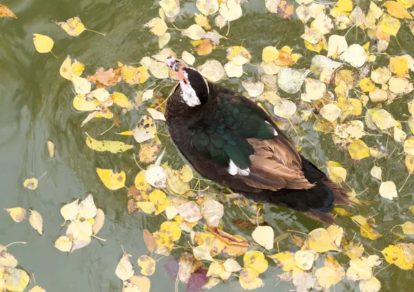 Kachna na podzim na jezeře — Stock fotografie