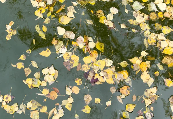 Sarı su yüzeyinde sonbaharda yapraklar.