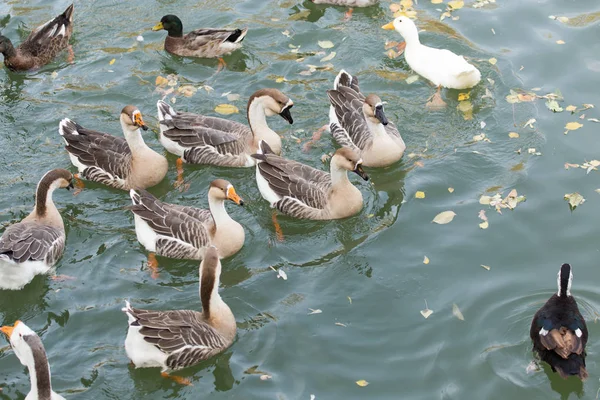 sonbaharda Gölde ördekler bir sürü