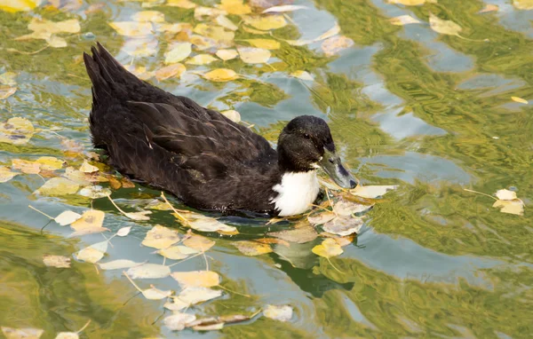 Anatra sul lago in autunno — Foto Stock