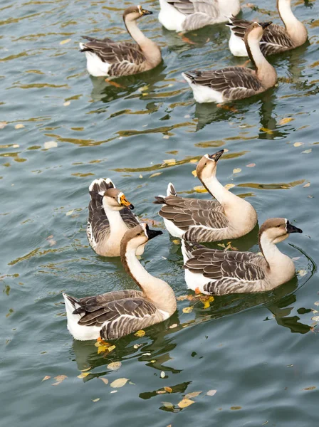 Um bando de patos no lago no outono — Fotografia de Stock