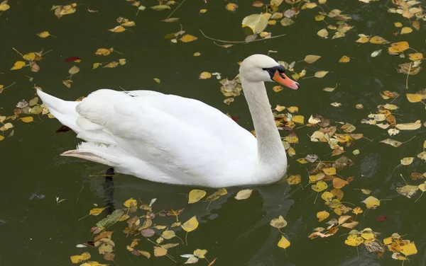 White swan on the lake in autumn — Stock Photo, Image