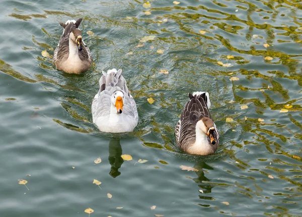 Um bando de patos no lago no outono — Fotografia de Stock