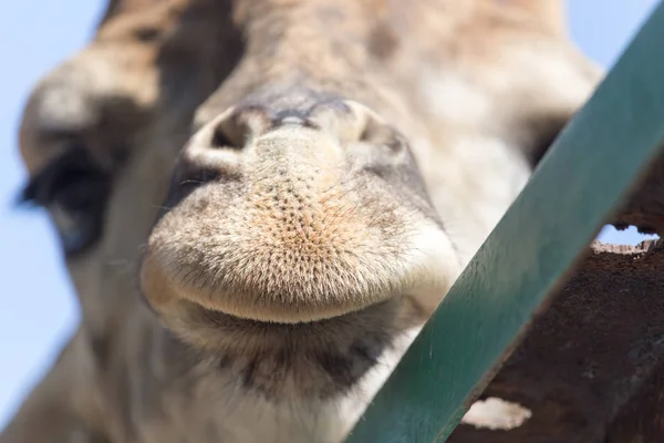 Ritratto di una giraffa contro il cielo blu — Foto Stock