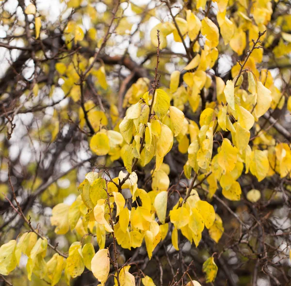 Yellow leaves on the autumn nature — Stock Photo, Image