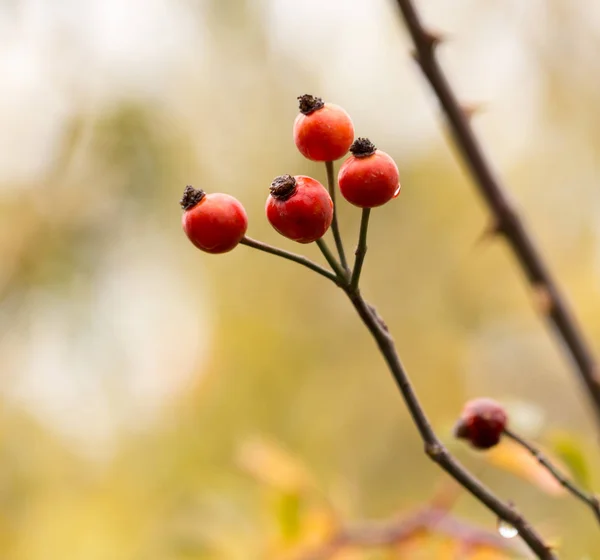 Rosehips in nature in autumn — Stock Photo, Image
