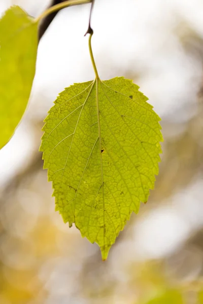 Yellow leaves on the autumn nature — Stock Photo, Image