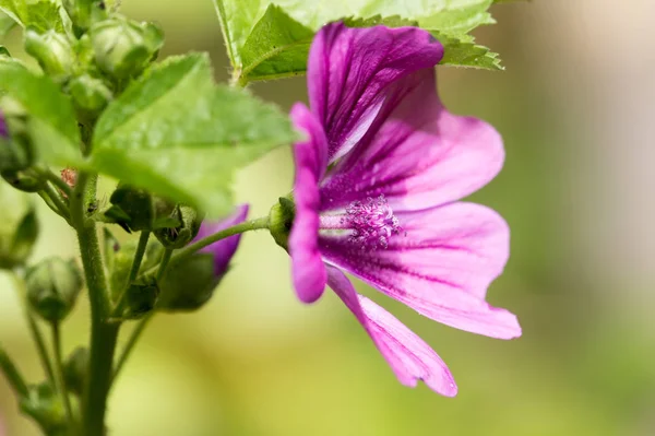 Beautiful purple flower in nature — Stock Photo, Image