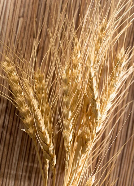Uši pšenice. makro — Stock fotografie