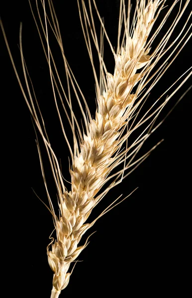 Siyah arka planda buğday kulakları