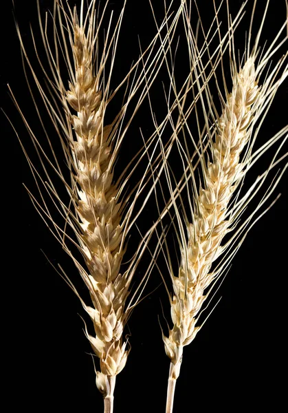 Siyah arka planda buğday kulakları