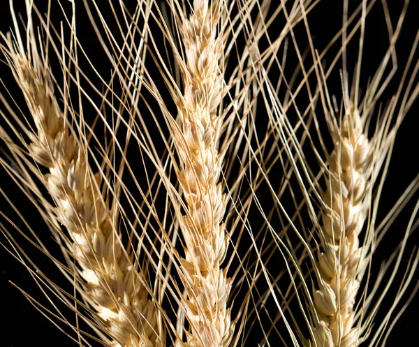 Siyah arka planda buğday kulakları