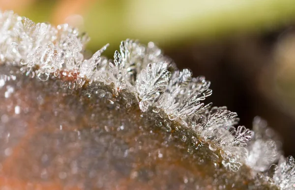 Feuille avec givre. macro — Photo