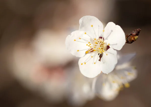 Blommor på träd i naturen — Stockfoto