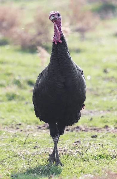 Een Turkije op een boerderij buiten — Stockfoto