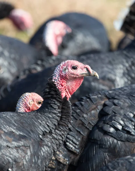 Farm turkeys outdoors — Stock Photo, Image