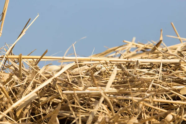 Dry hay on the background of the sky — Stock Photo, Image