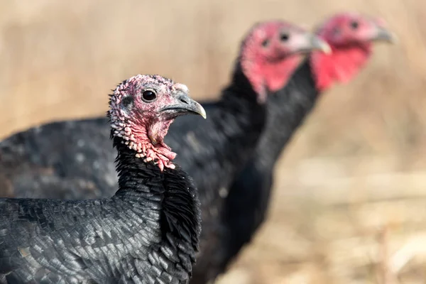 Farm turkeys outdoors — Stock Photo, Image