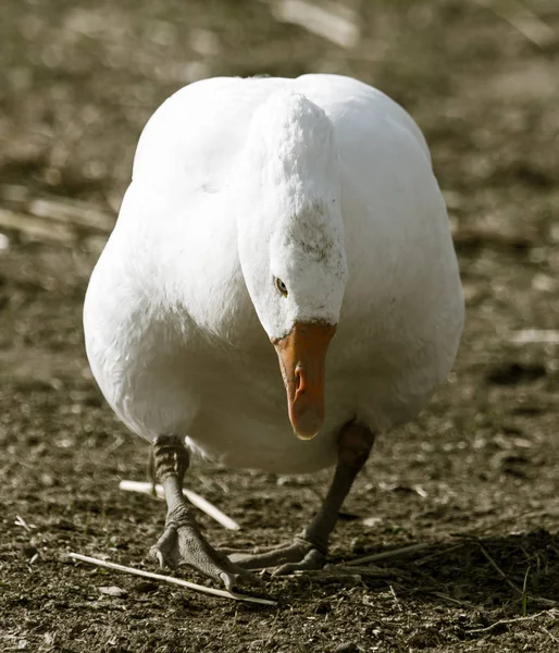 Gänsehaut in der Natur — Stockfoto