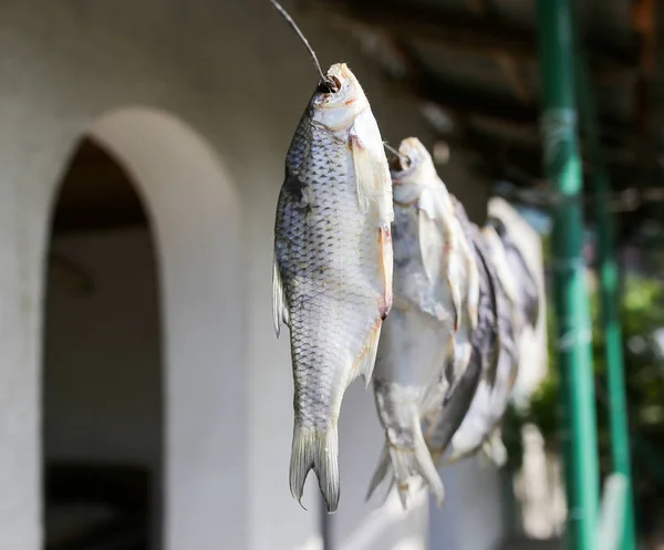 Soltorkade saltad fisk i luften — Stockfoto