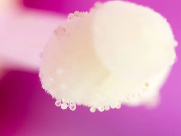 Stuifmeel in bloei. Super macro — Stockfoto