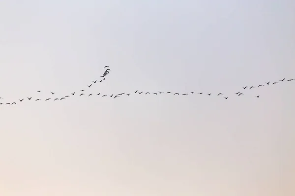 En flock fåglar vid solnedgången — Stockfoto