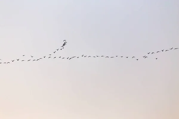 Um bando de pássaros ao pôr do sol — Fotografia de Stock