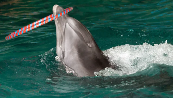 Delphin im Pool — Stockfoto