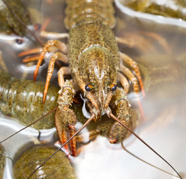 Live crayfish in the water as a background — Stock Photo, Image