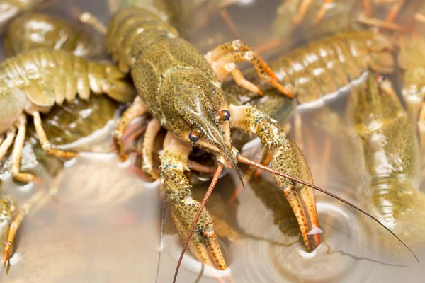 Crayfish hidup di dalam air sebagai latar belakang — Stok Foto