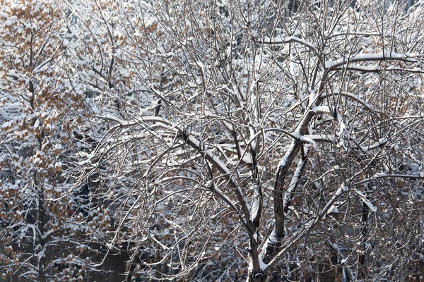 Bomen in de sneeuw in de winter — Stockfoto