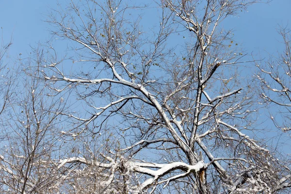 蓝蓝的天空对雪中的树 — 图库照片