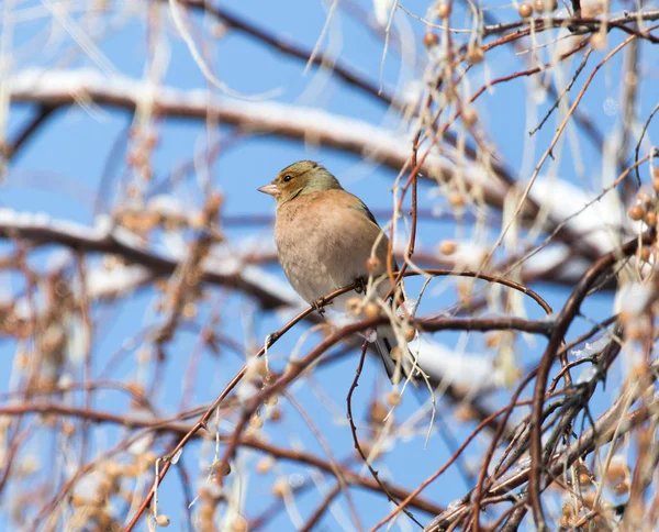 Sparrow på ett träd på vintern — Stockfoto